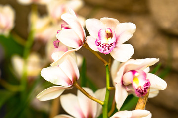 Fototapeta na wymiar bunch of white and red orchid flowers