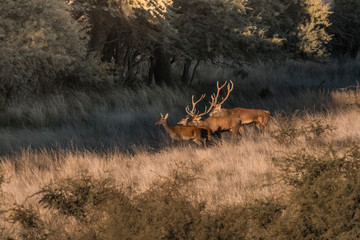 Red deer in Parque Luro Nature Reserve, La Pampa, Argentina