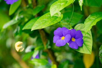 violet flower with green leaves
