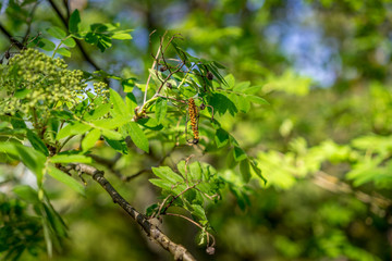young green rowan berry with leaves