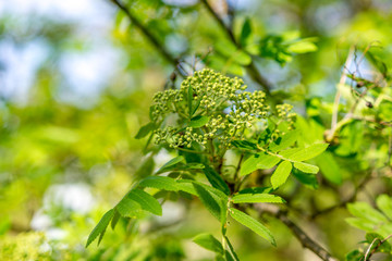 fresh rowan berry with leaves