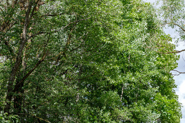 foliage leaf grass texture in green sunny summer time