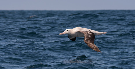 Albatross in flight over Water