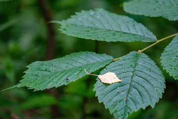foliage leaf grass texture in green sunny summer time