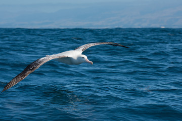 Fototapeta na wymiar Albatross in flight over Water