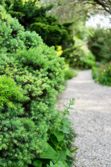 Beautiful botanical garden, natural green plants in spring 
