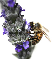bee sucks a flower of lavender