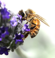 bee sucks a lavender flower
