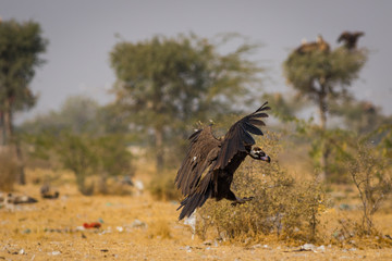Cinereous vulture(Aegypius monachus) closeup at Jorbeer Conservation Reserve, bikaner, rajasthan, india	