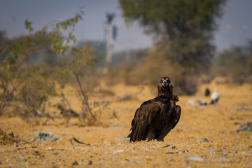 Cinereous vulture(Aegypius monachus) closeup at Jorbeer Conservation Reserve, bikaner, rajasthan, india	