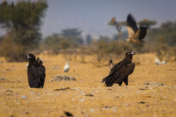 Cinereous vulture(Aegypius monachus) closeup at Jorbeer Conservation Reserve, bikaner, rajasthan, india	
