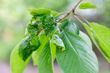 Branch of fruit tree with wrinkled leaves affected by black aphid. Cherry aphids, black fly on...
