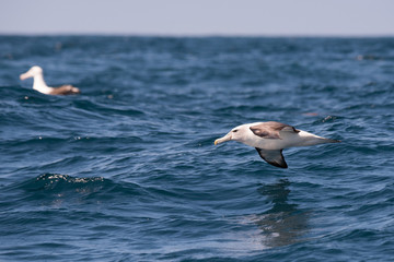 Fototapeta na wymiar Albatross in flight over Water