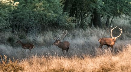 Red deer in Parque Luro Nature Reserve, La Pampa, Argentina