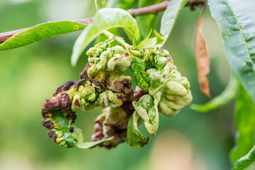 Fungal diseases of fruit trees. Taphrina deformans. Leaves of fruit trees with leaf curl disease