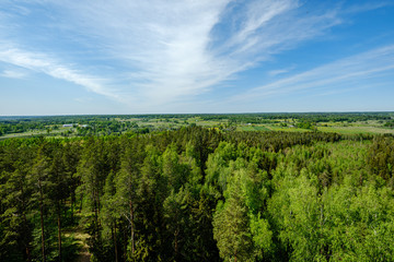 Fototapeta na wymiar endless forests in summer dayat countryside from above
