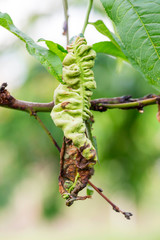 Fungal diseases of fruit trees. Taphrina deformans. Leaves of fruit trees with leaf curl disease