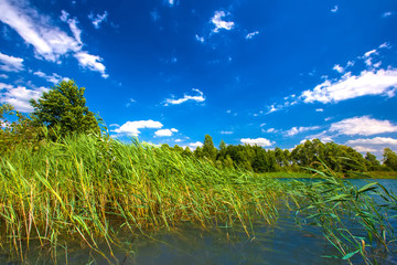 Summer daytime landscape on a lake with grassy thickets on the shore, close-up turquoise water,...