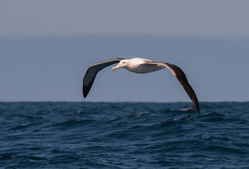 Albatross in flight over Water