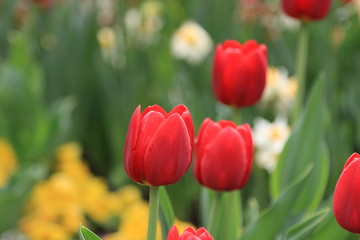 Bright spring tulips after a rain on a beautiful background