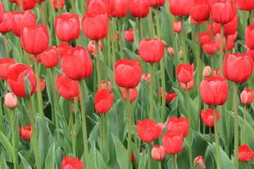 Red tulips after spring rain