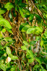 foliage leaf grass texture in green sunny summer time