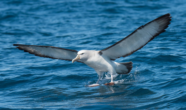 Albatross in flight over Water