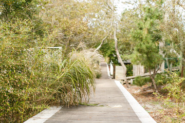 Beach Grass Along A Boardwalk