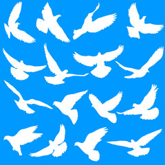 Fototapeta premium Concept of love or peace. Set silhouettes doves.