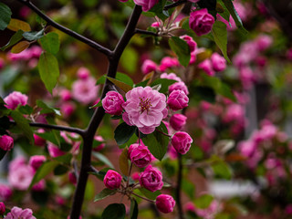 Flower blooming on a plant