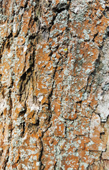 Background texture old tree bark