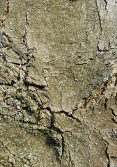 Background texture old tree bark