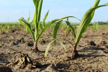 young plant in soil