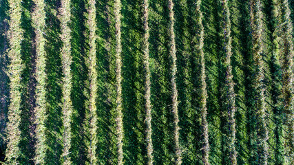 Drone aerial view of a country field