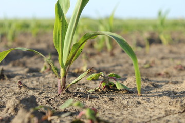 young green plant in soil