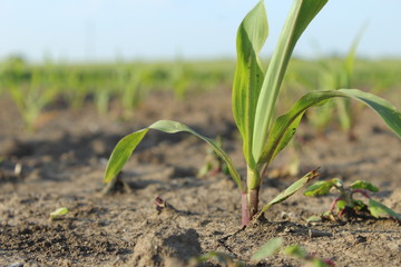 Agriculture plant in the field.