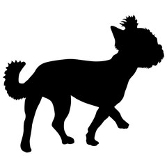 Yorkshire Terrier dog silhouette on a white background