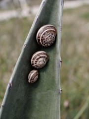Schnecken an Kakteen
