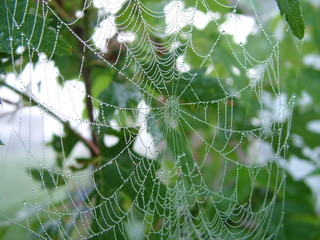 Spider web in morning
