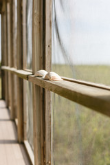 Obraz premium Seashells Sitting On Wooden Railing Of Back Porch