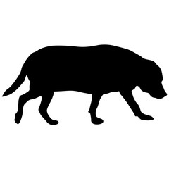 Labrador dog silhouette on a white background