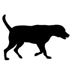 Labrador dog silhouette on a white background