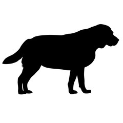 Labrador dog silhouette on a white background