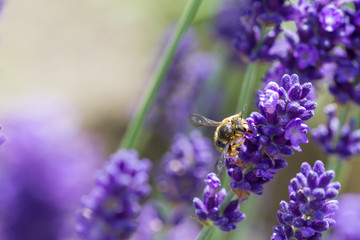 bee on a blooming lavender