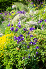 Beautiful botanical garden, violet flowers in spring