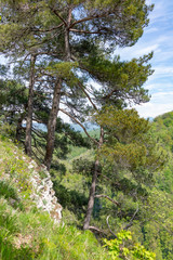 Pines on a green mountain slope.
