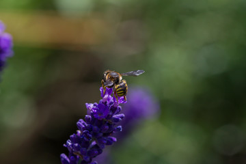 bee on a blooming lavender