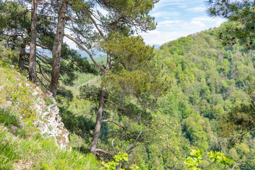 Pines on a green mountainside in spring.