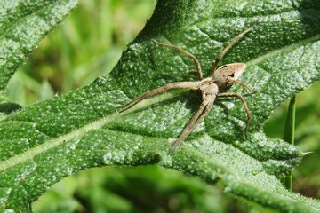 Nursery spider on green plant in the garden, closeup