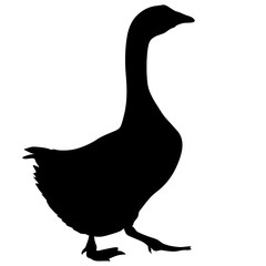 Silhouette bird goose on a white background